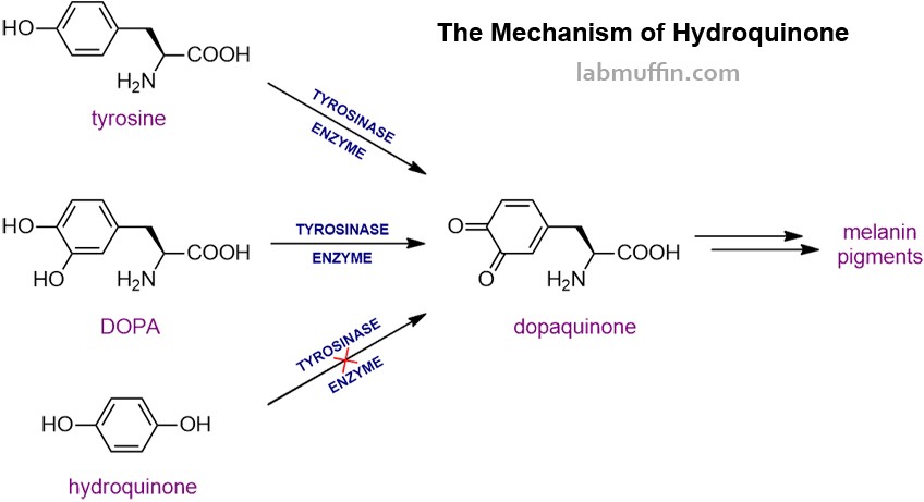 cara kerja hidrokuinon