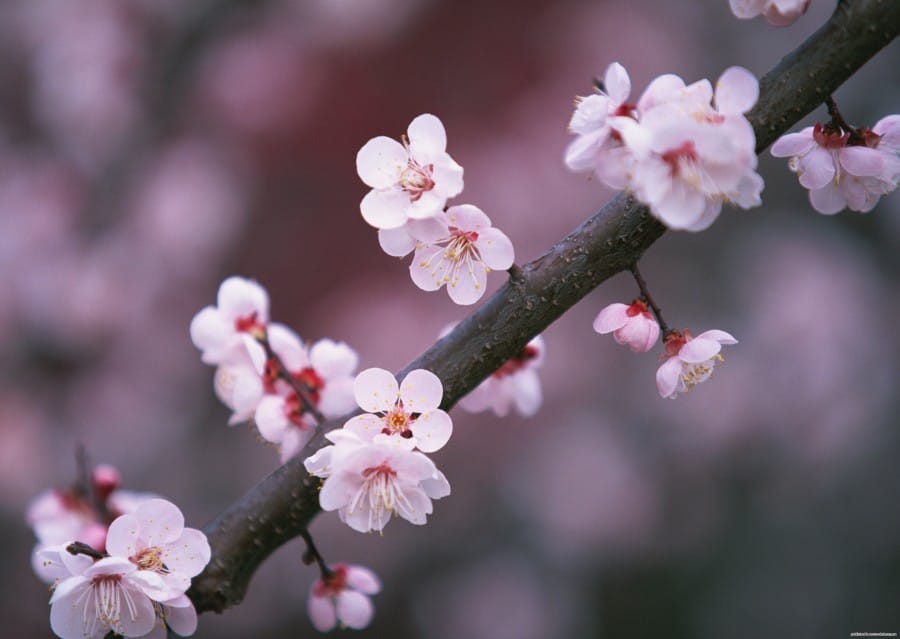 Sakura