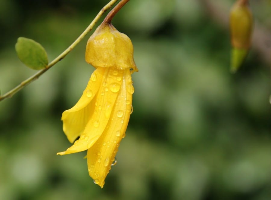 Kowhai