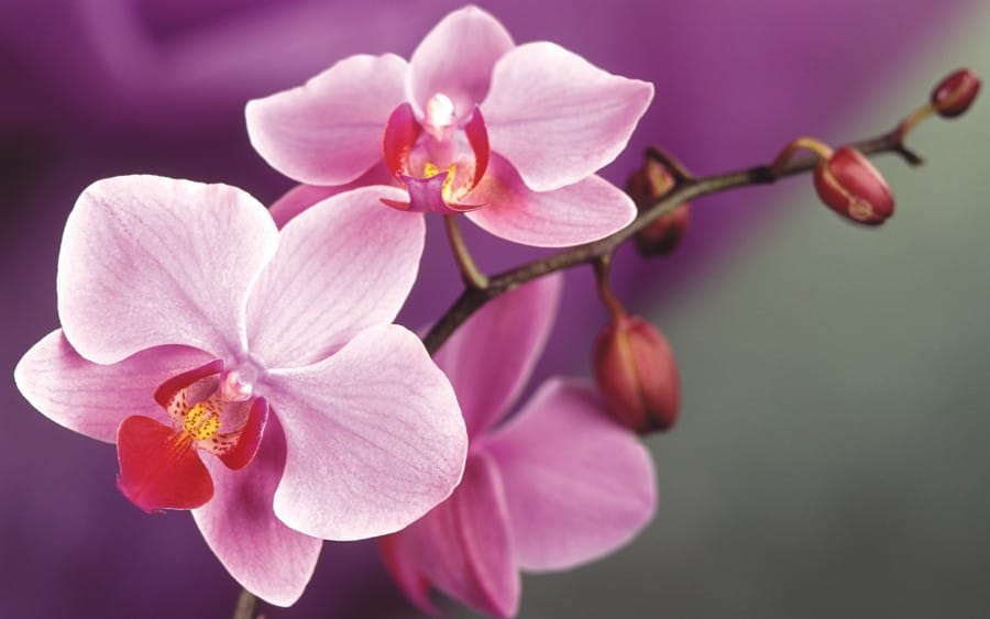 Orchid