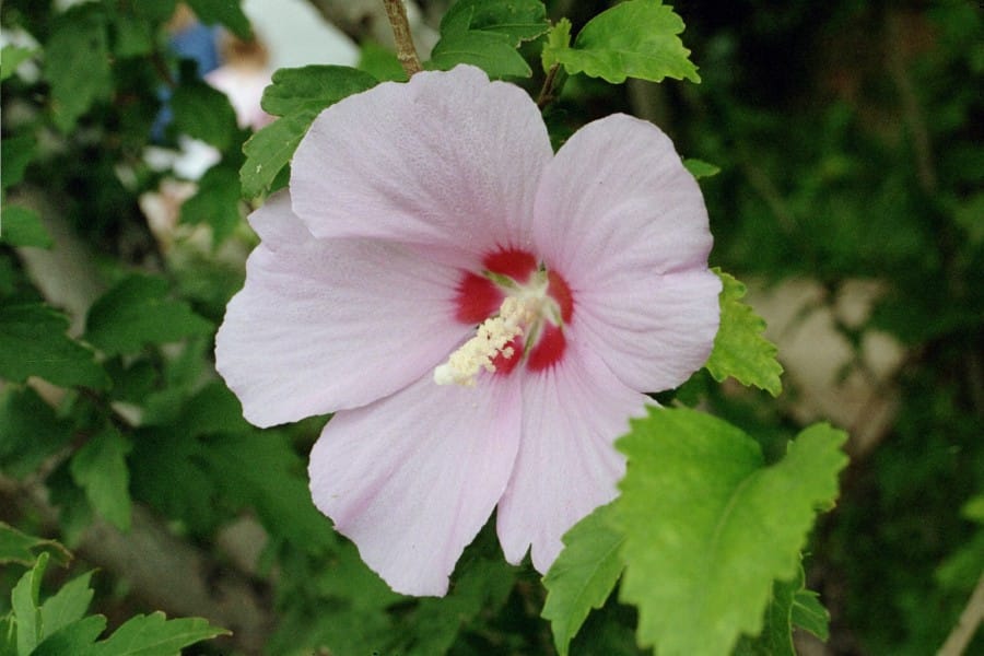 Hibiscus Syriacus