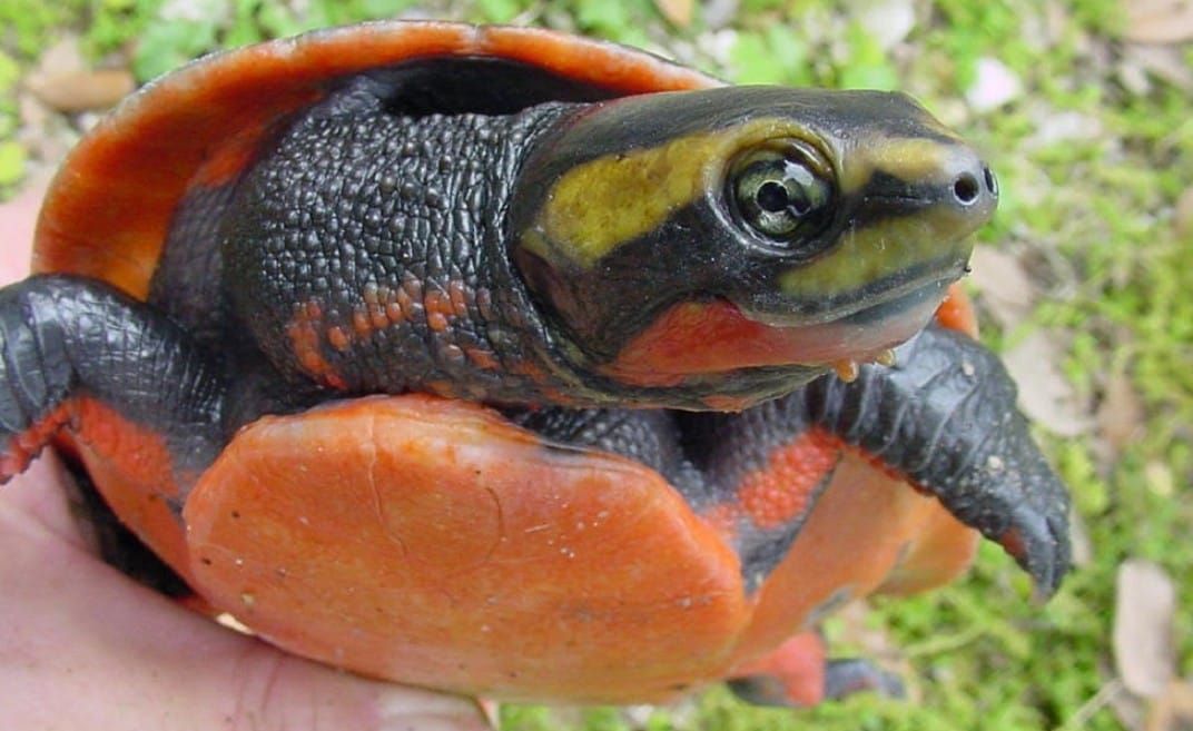 Kura Kura Dada Merah