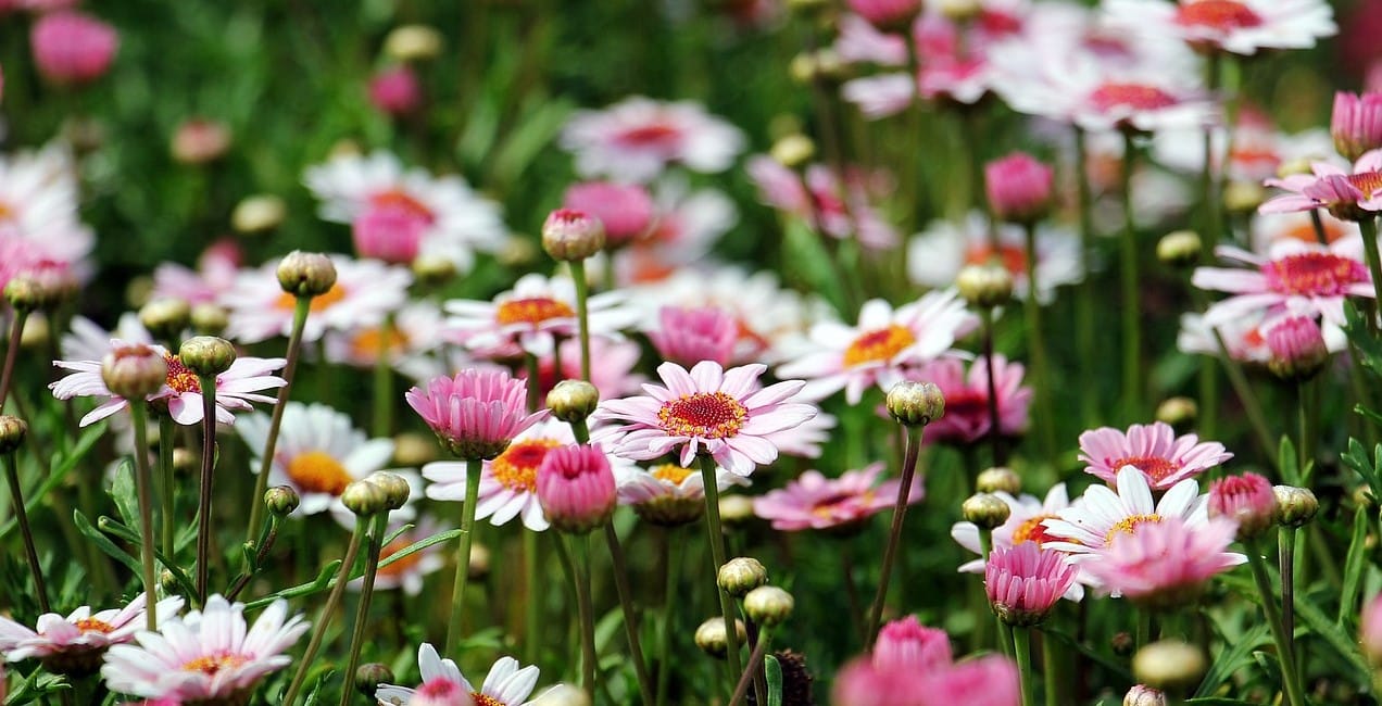 Marguerite Daisy bunga khas negara Denmark