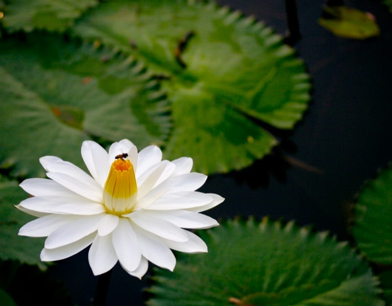 Nymphaea_lotus