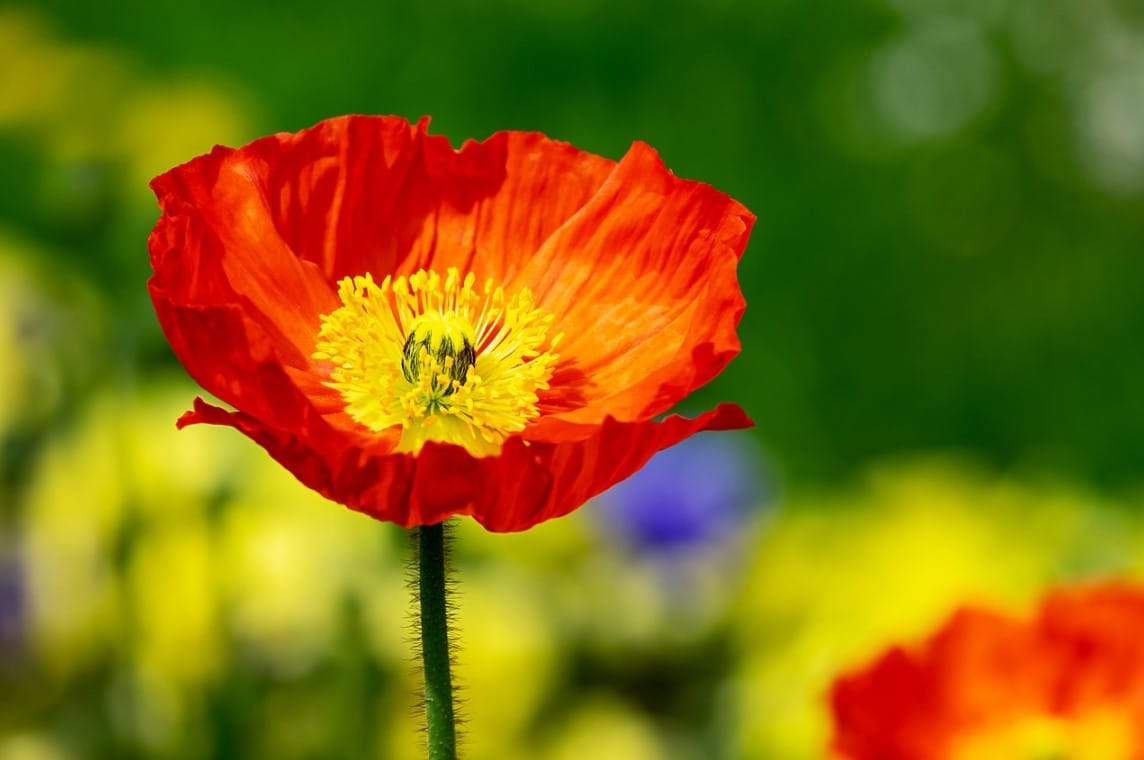 Red Poppy bunga khas negara Albania, Belgia, Polandia