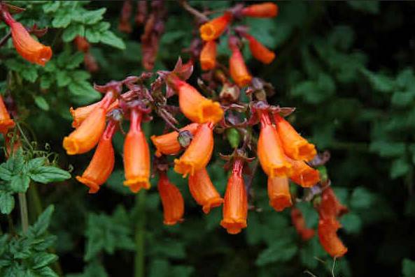 The Chilean glory flower