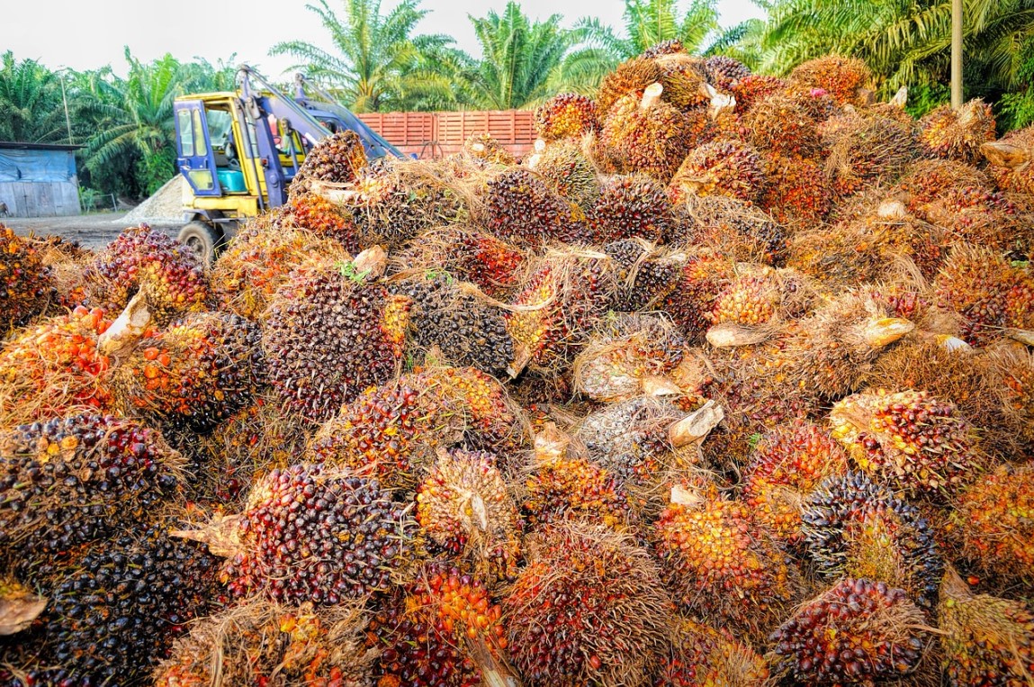 biomassa pabrik kelapa sawit