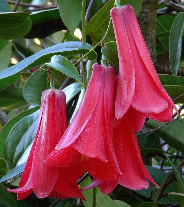 bunga bunga asli Chili