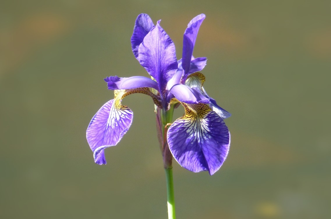 bunga iris khas negara perancis