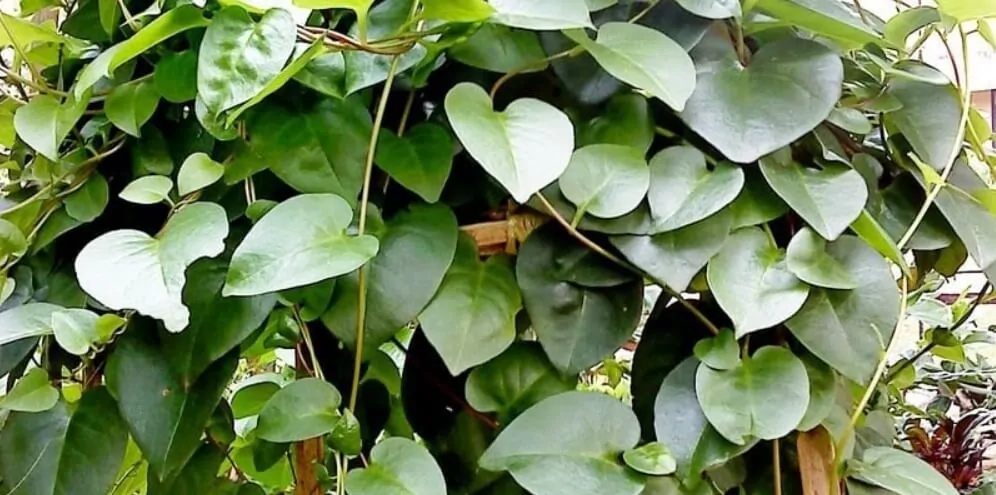 manfaat daun binahong untuk kecantikan