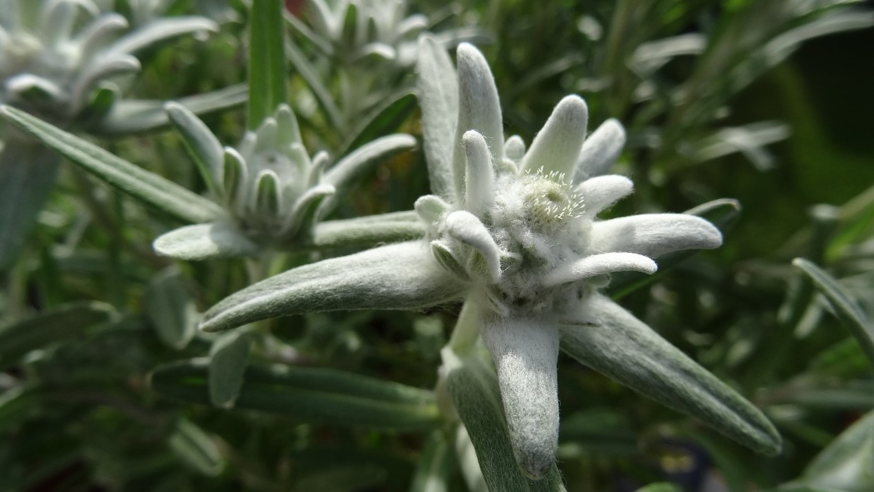 edelweiss leontopodium microdochium