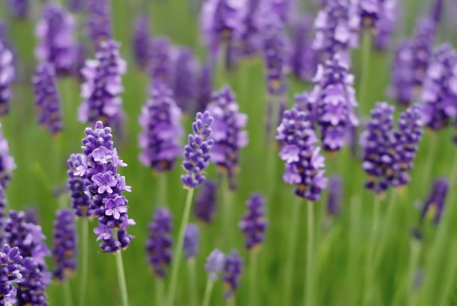 Lavender