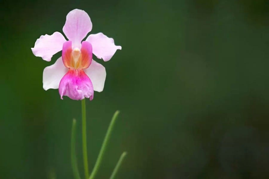 Vanda Miss Joaquim Orchid