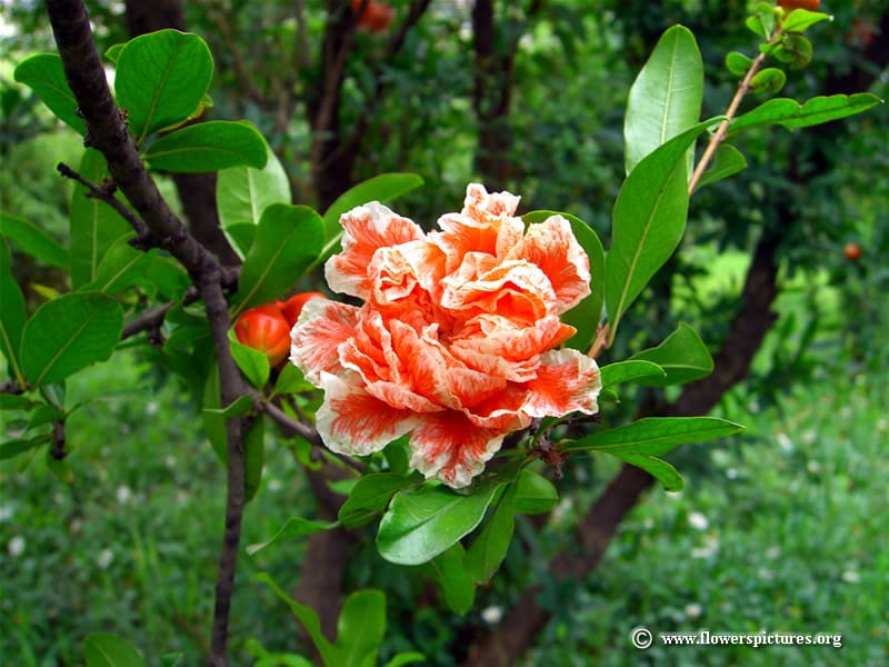 Pomegranate blossom