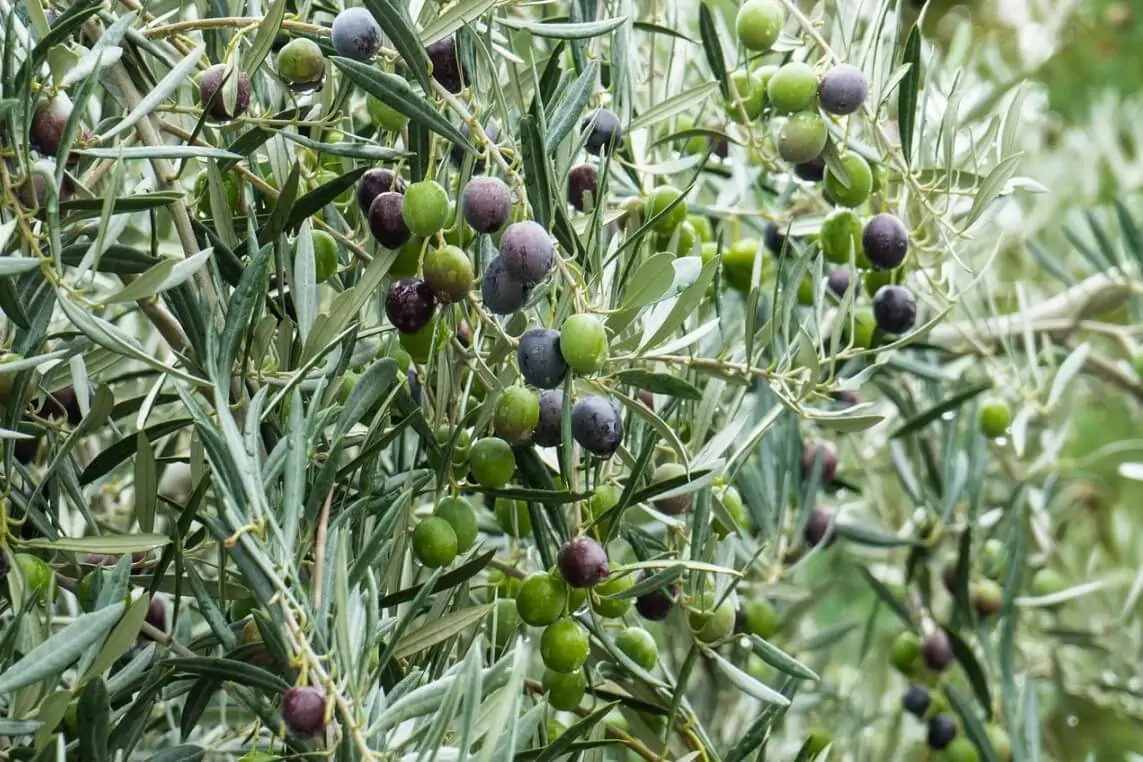 tanaman buah zaitun