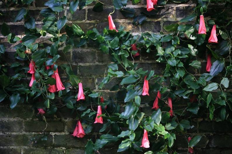 tanaman bunga copihue