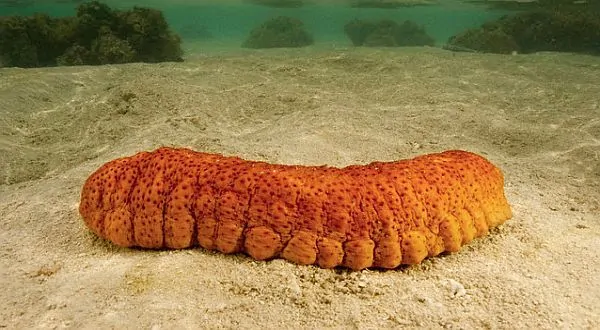 Obat Cina Untuk Penyakit Sinusitis