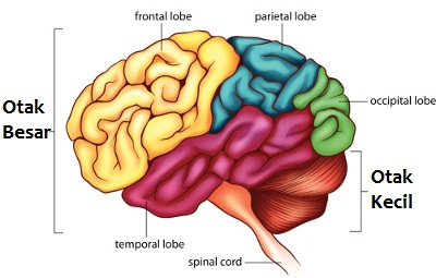 Cara Memperbaiki Memori Otak dan Meningkatkan Kapasitas Memori Otak